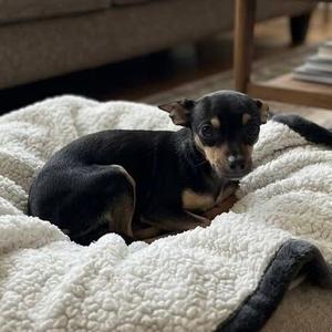 Daisy, Chihuahua, puppy, available for adoption