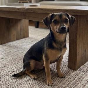 Bubba, Chihuahua / Jack Russell Terrier, young, available for adoption