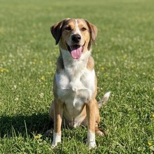 A medium-sized dog with tan, white, and brown markings sits in a grassy field, panting with its tongue out.
