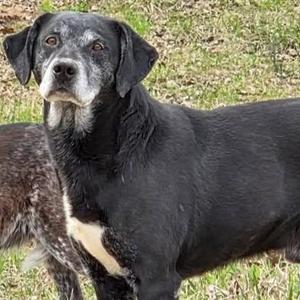 Benny, Labrador Retriever / Mixed Breed, senior, available for adoption