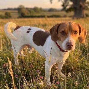 Jack, Beagle / Chihuahua, adult, available for adoption