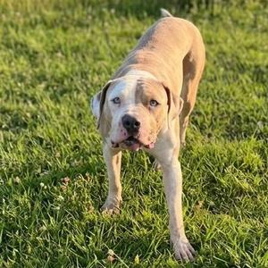 Duke, Pit Bull Terrier, young, available for adoption