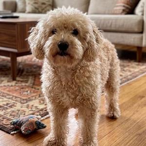 Mac, Poodle, senior, available for adoption