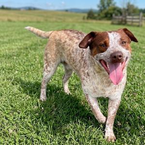 Cletus, Australian Cattle Dog / Blue Heeler, young, available for adoption