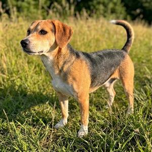 Hank, Beagle / Chihuahua, adult, available for adoption