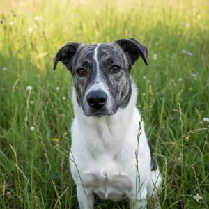 Marsha, Great Pyrenees / Mixed Breed, young, available for adoption