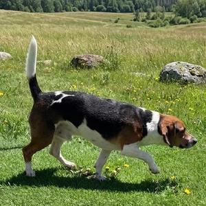 Joey, Chihuahua / Beagle, young, available for adoption