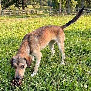 Hershey, Dachshund / Beagle, young, available for adoption