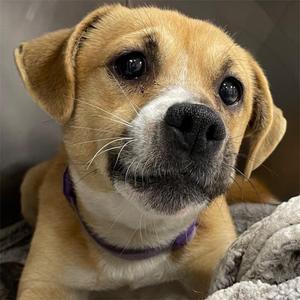 Asia, Boxer / Mixed Breed, adult, available for adoption