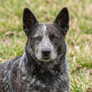 June, Australian Cattle Dog / Blue Heeler, adult, available for adoption