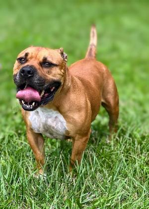 Bucky, Pit Bull Terrier / Mixed Breed, senior, available for adoption