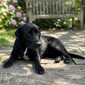 Flower, Labrador Retriever / Mixed Breed, puppy, available for adoption