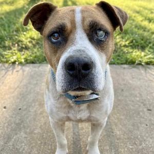 Cane, Boxer / Mixed Breed, young, available for adoption