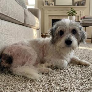 A small dog with long, shaggy fur lying on a carpeted floor in a living room.