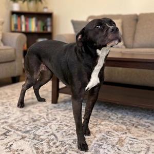 Baby, Pit Bull Terrier / Mixed Breed, adult, available for adoption