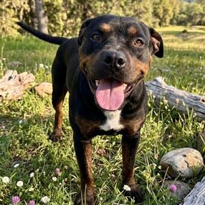 Bastian, Rottweiler / Mixed Breed, adult, available for adoption