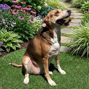 Meggie, Chihuahua / Beagle, adult, available for adoption