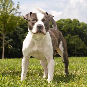 Chicken, Terrier, American Pit Bull, adult, available for adoption