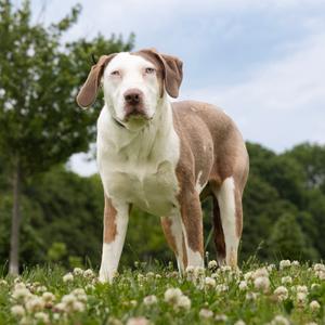Jessie, Mixed Breed (Large), adult, available for adoption