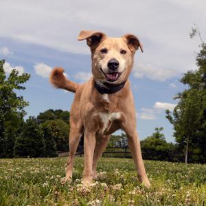 Dusty (Broski), Mixed Breed (Medium), adult, available for adoption