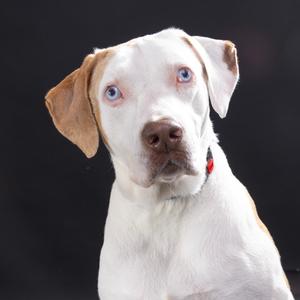 A white dog with brown patches and blue eyes, wearing a red collar, looking directly at the camera against a black background.