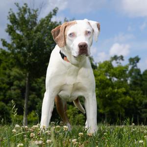 Andy, Mixed Breed (Medium), adult, available for adoption