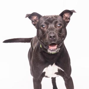 Camo, Mixed Breed (Medium), adult, available for adoption
