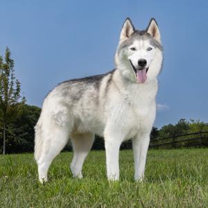 Ghost, Husky, Siberian, senior, available for adoption