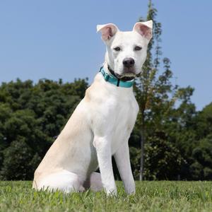 Hercules, Terrier, Pit Bull, young, available for adoption