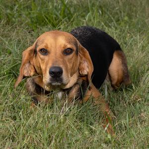 a beagle dog lying in the grass