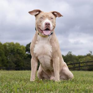Munchkin, Mixed Breed (Large), adult, available for adoption