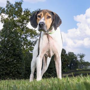 Odin, Coonhound, senior, available for adoption