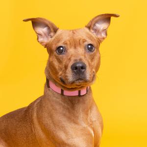 Koby, Mixed Breed (Medium), adult, available for adoption