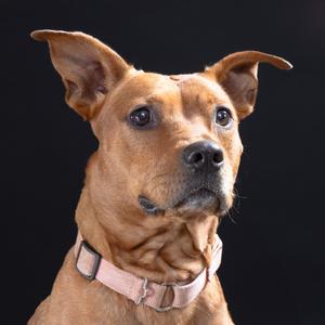 A brown dog with a pink collar against a black background