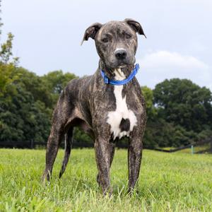 Dino, Mixed Breed (Large), adult, available for adoption