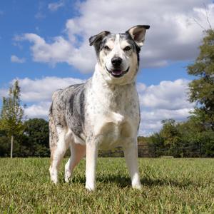 Robert, Mixed Breed (Large), adult, available for adoption