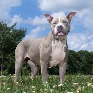Chickpea, Mixed Breed (Large), adult, available for adoption