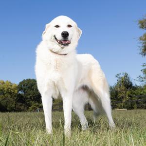 Casini, Pyrenees, Great, adult, available for adoption