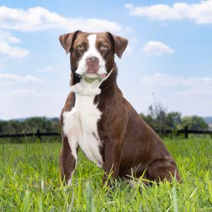 Flapjack, Mixed Breed (Medium), adult, available for adoption