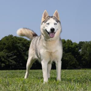 Aspen, Husky, adult, available for adoption
