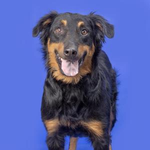 Bo, Mixed Breed (Medium), adult, available for adoption