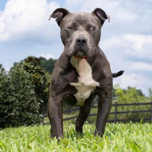 Bodie, Mixed Breed (Medium), adult, available for adoption