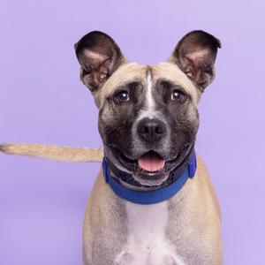 Kia, Mixed Breed (Medium), adult, available for adoption