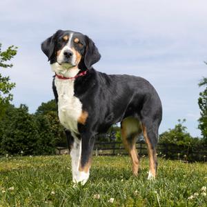 Lexi, Shepherd, Australian, adult, available for adoption