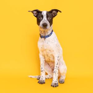 A black and white dog with a blue collar sitting on a yellow background.