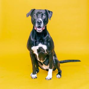 Lulu, Mixed Breed (Medium), adult, available for adoption