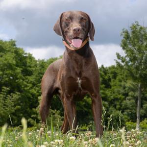 Choco, Mixed Breed (Medium), adult, available for adoption