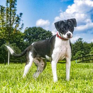 Batman, Terrier, American Pit Bull, young, available for adoption