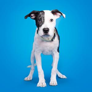 A black and white puppy standing on a blue background