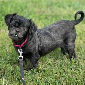 Fancy, Shih Tzu, adult, available for adoption
